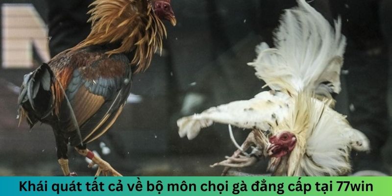 Khái quát tất cả về bộ môn chọi gà đẳng cấp