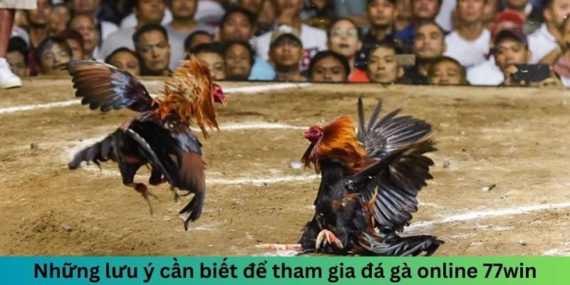 Những lưu ý cần biết để tham gia đá gà online 77win